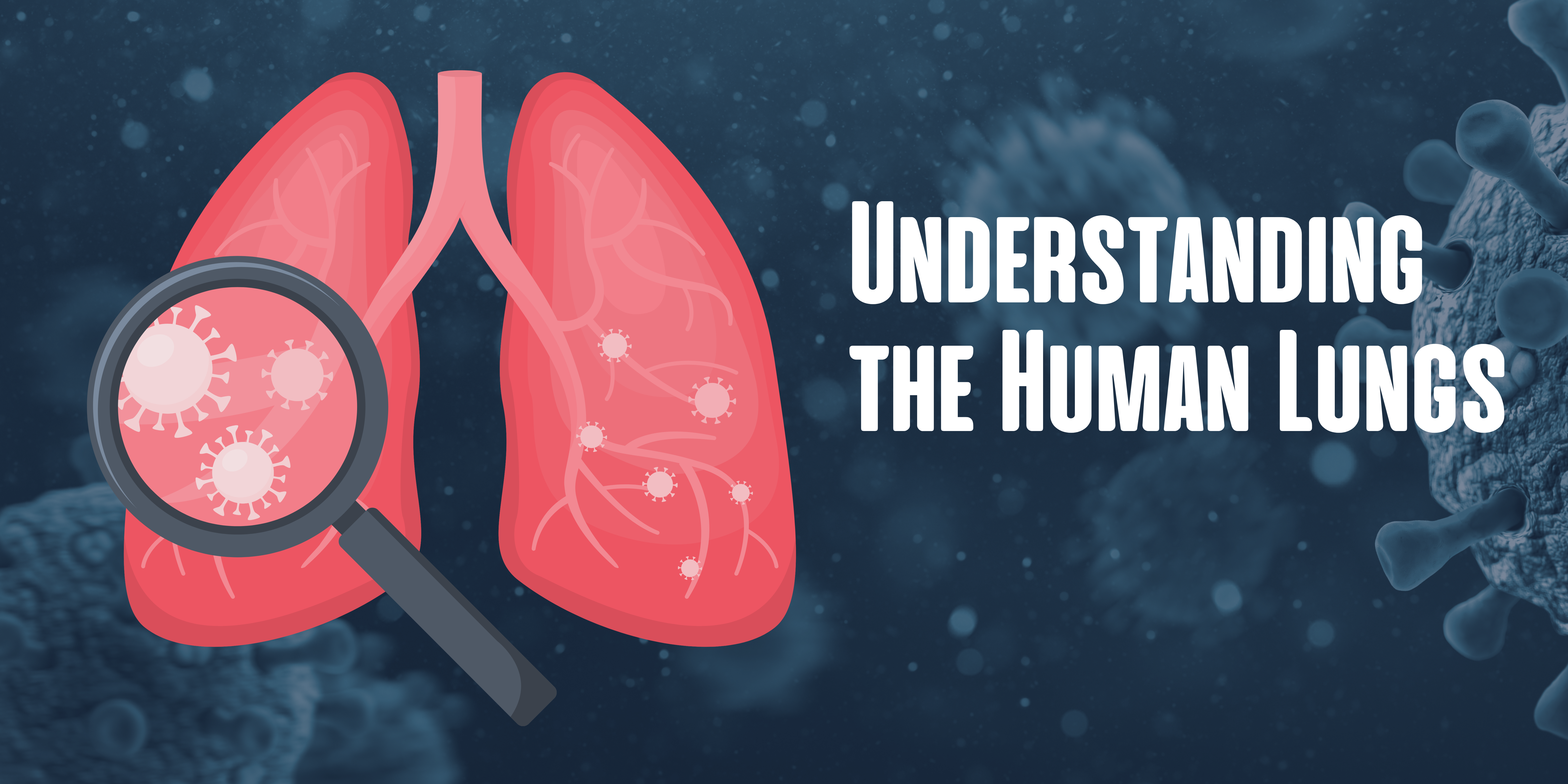understanding the Human Lungs